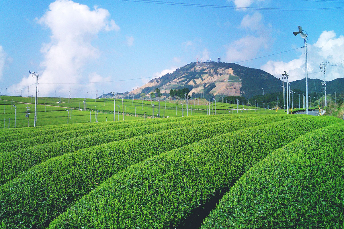 島田市の茶畑風景